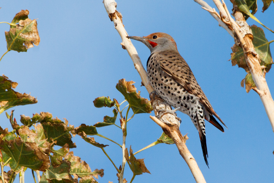 Northern Flicker