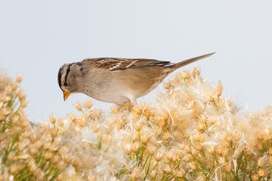 White-crowned Sparrow