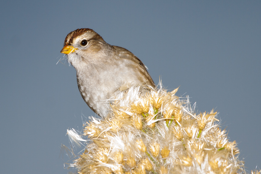 White-crowned Sparrow