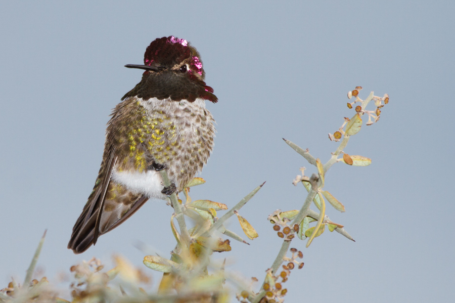 Anna\'s Hummingbird