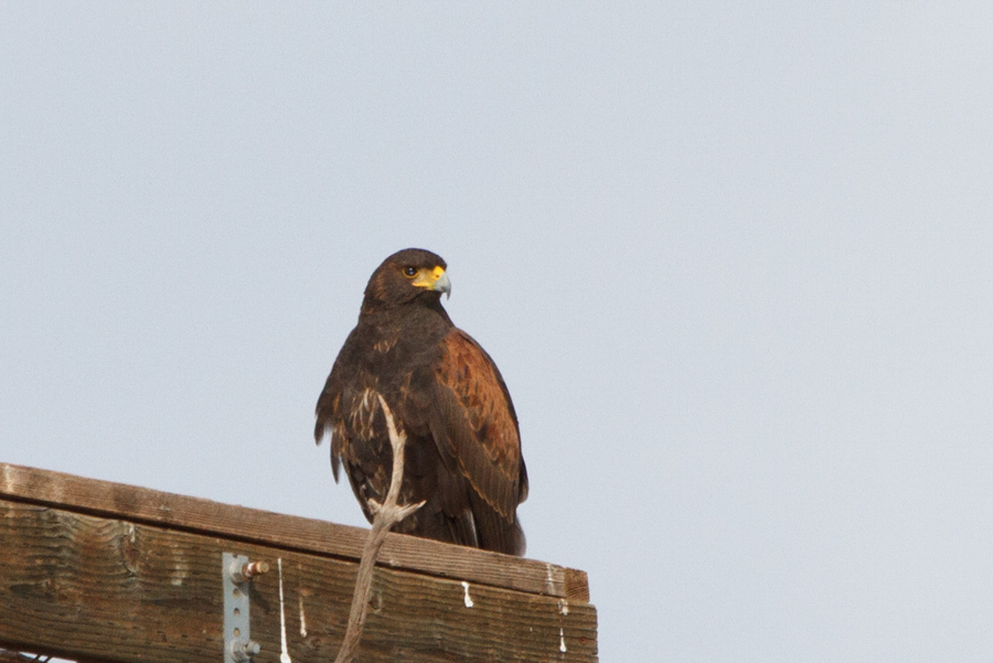 Harris\'s Hawk