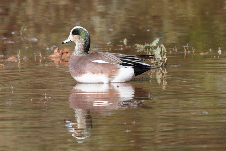 American Wigeon