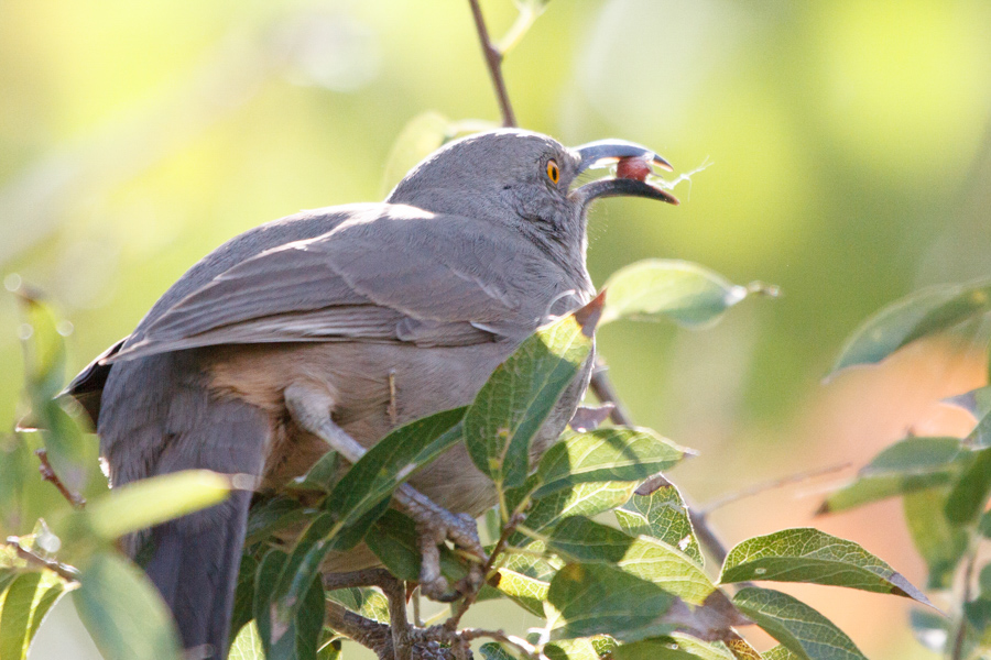 Curve-billed Thrasher