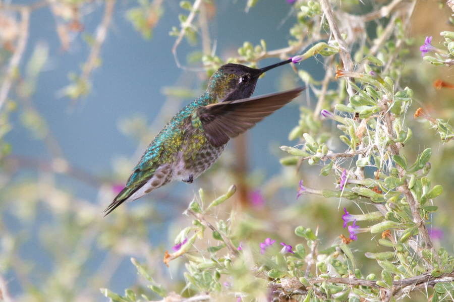 Anna\'s Hummingbird