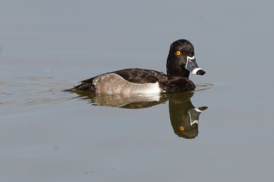 Ring-necked Duck