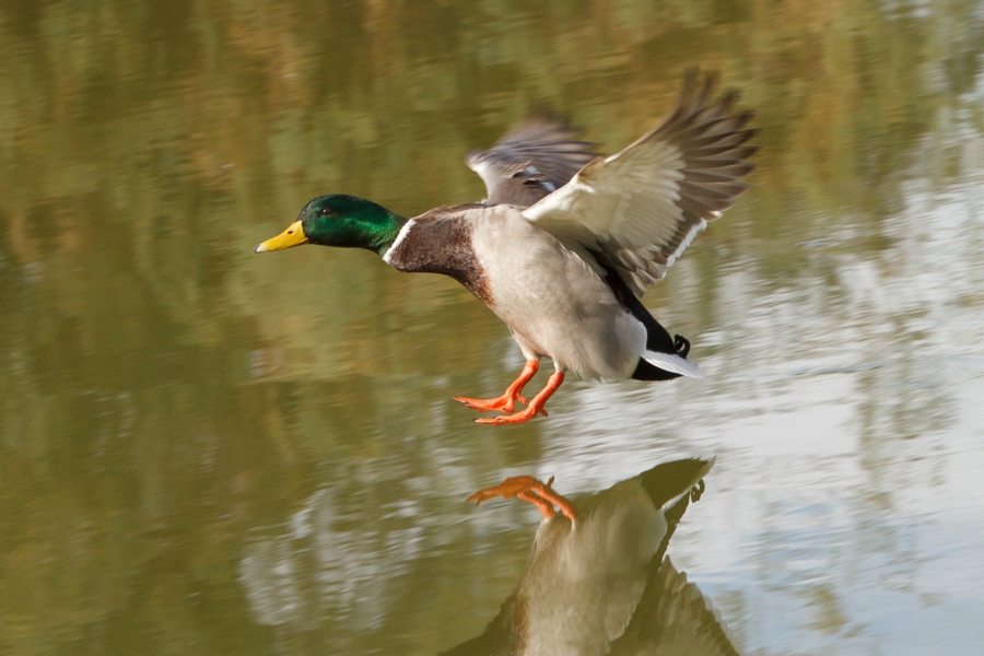 Mallard