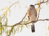 Cooper's Hawk