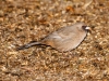 Abert's Towhee