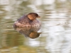 Pied-billed Grebe