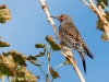 Northern Flicker