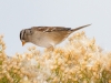 White-crowned Sparrow