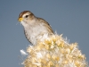 White-crowned Sparrow