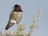 Anna's Hummingbird