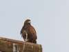 Harris's Hawk