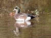 American Wigeon