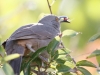 Curve-billed Thrasher