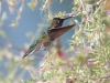 Anna's Hummingbird