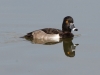 Ring-necked Duck