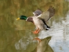 Mallard