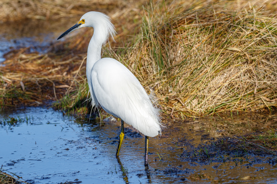 Greater Yellowlegs