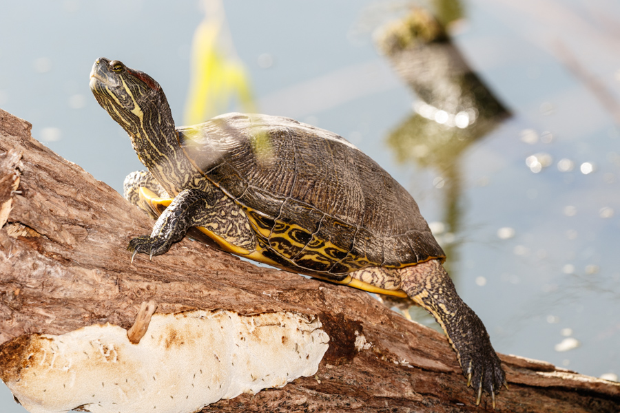 Red-eared Slider