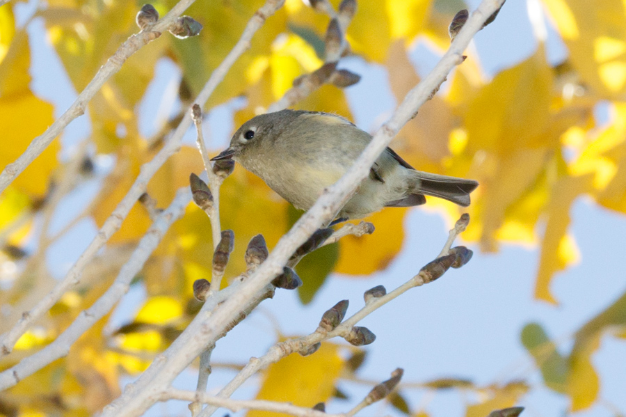 Ruby-crowned Kinglet