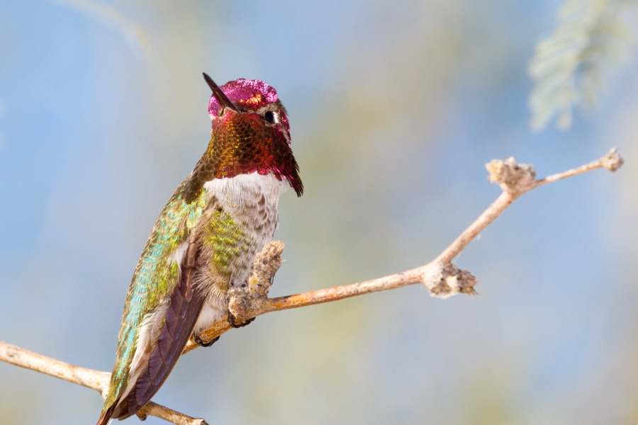 Anna\'s Hummingbird