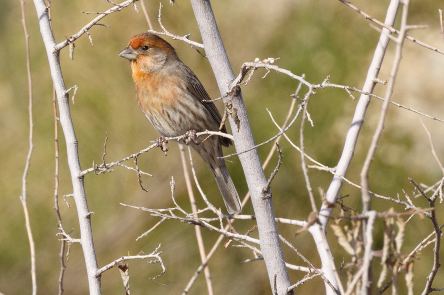 House Finch