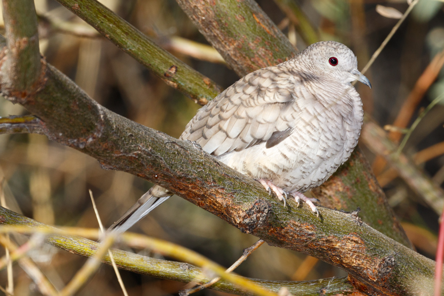 Inca Dove