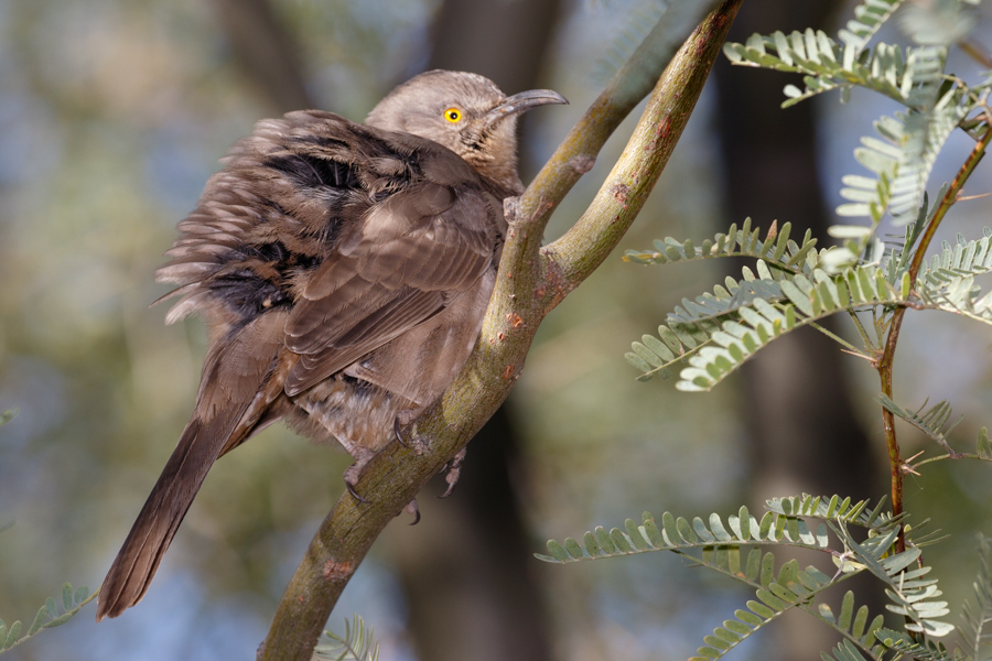 Curve-billed Thrasher