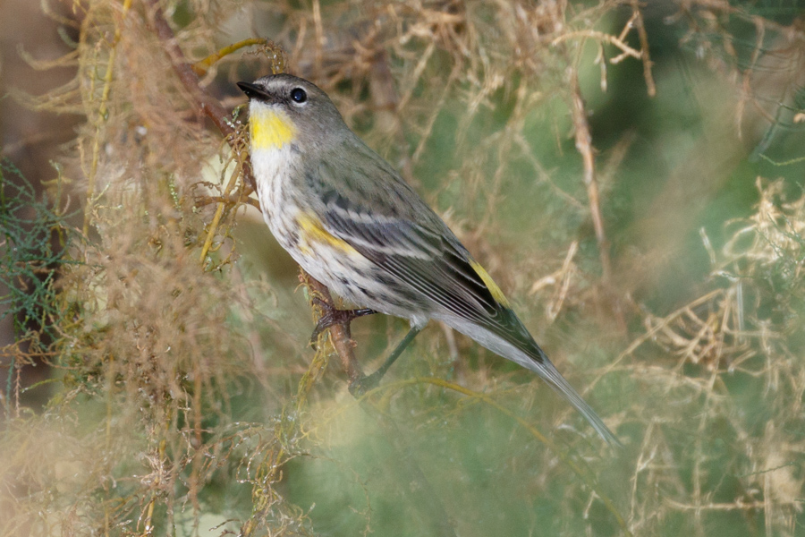 Yellow-rumped Warbler