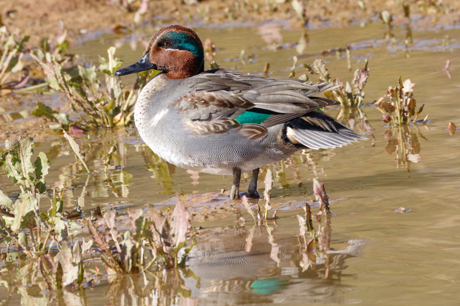 Green-winged Teal