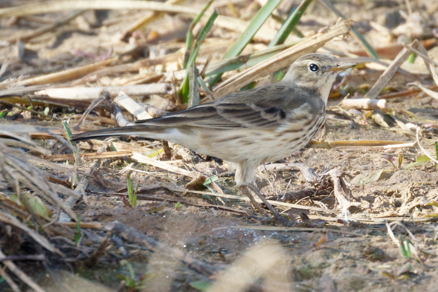 American Pipit