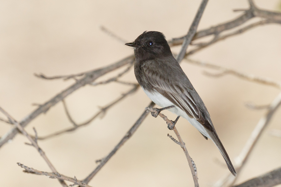 Black Phoebe