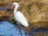 Greater Yellowlegs