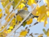 Ruby-crowned Kinglet