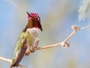 Anna's Hummingbird