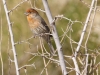 House Finch