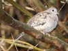 Inca Dove