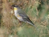 Yellow-rumped Warbler