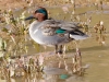 Green-winged Teal