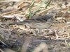 American Pipit