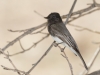 Black Phoebe