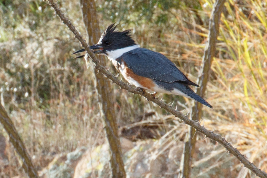 Belted Kingfisher