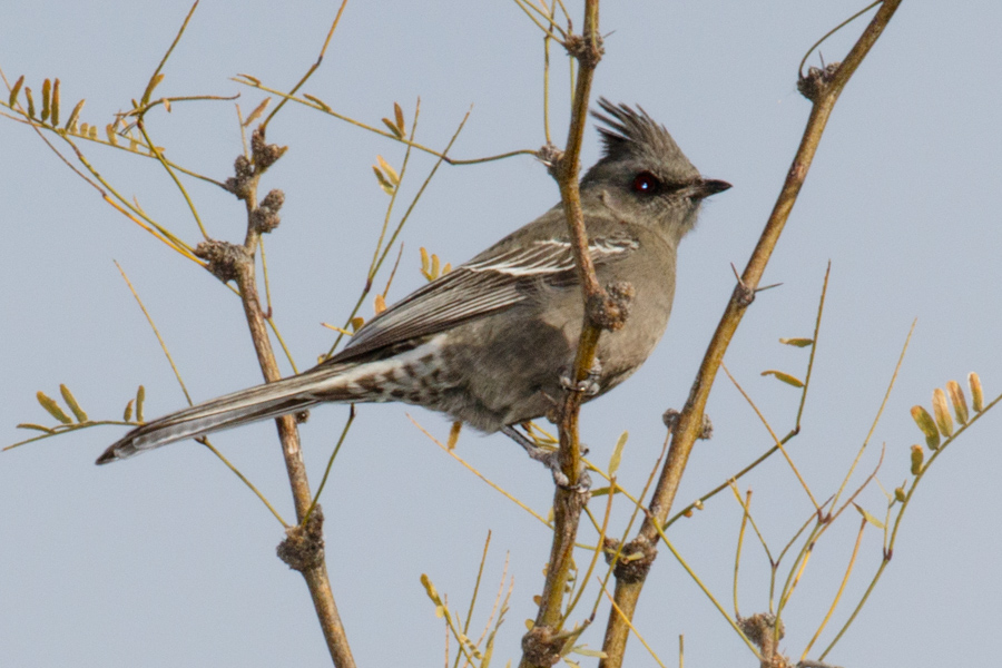 Phainopepla