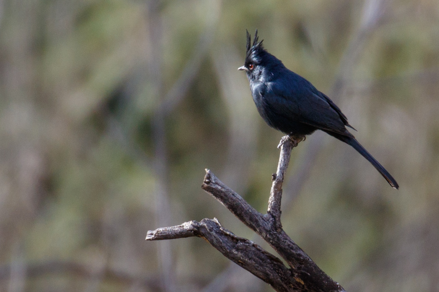 Phainopepla