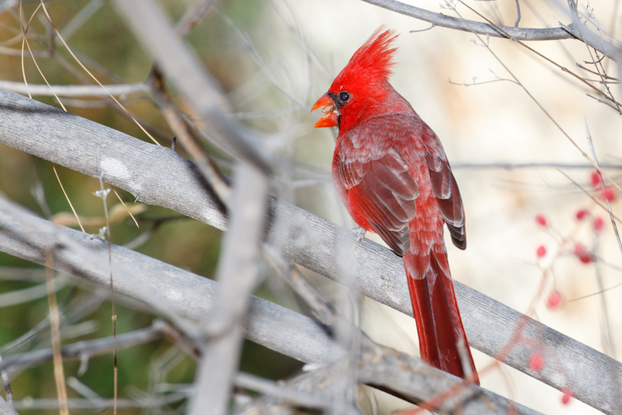 Northern Cardinal