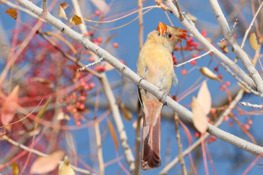 Northern Cardinal