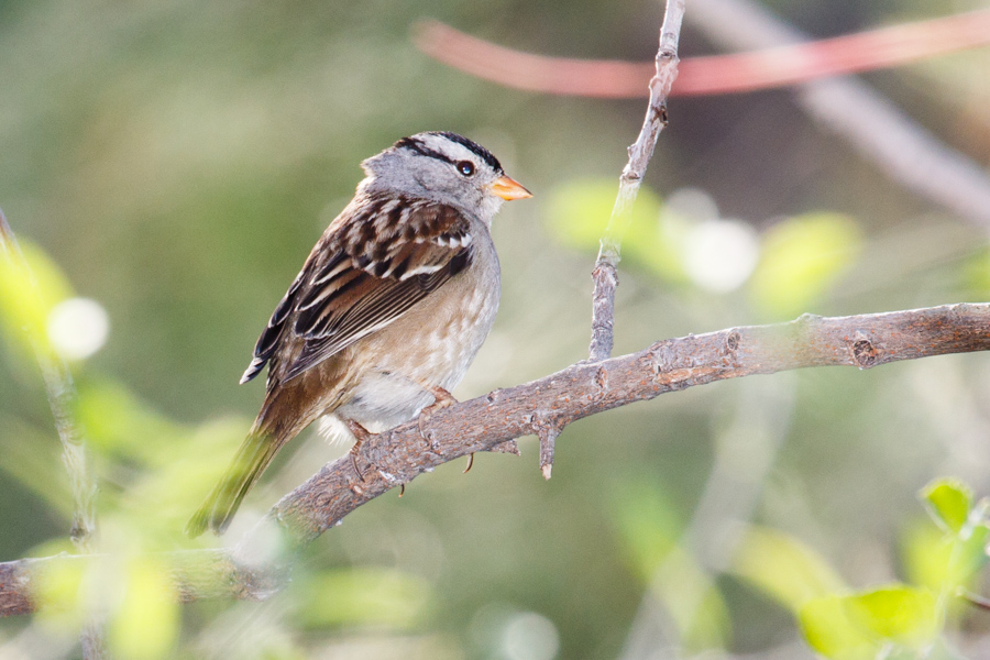 White-crowned Sparrow