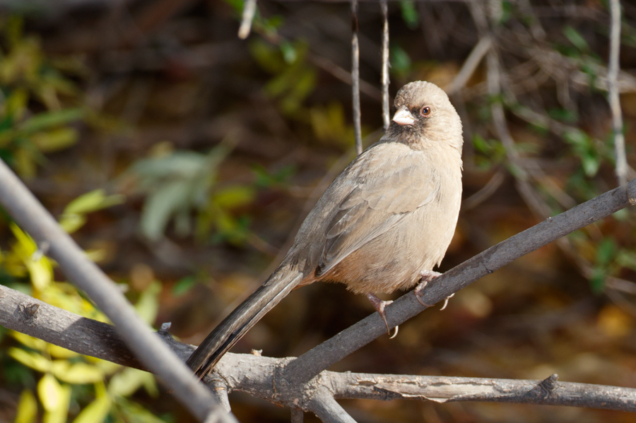 Abert\'s Towhee